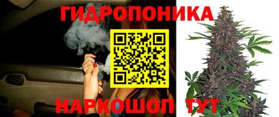 прущие крисы Моздок